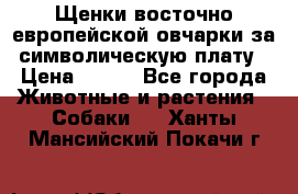 Щенки восточно европейской овчарки за символическую плату › Цена ­ 250 - Все города Животные и растения » Собаки   . Ханты-Мансийский,Покачи г.